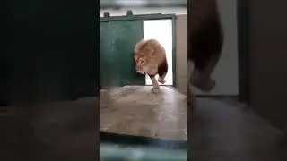DEV ASLAN YAKIN ÇEKİM 4 K