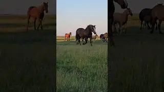 Комар гонит табун 