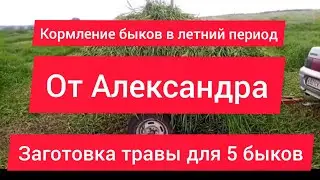 Зелёная трава для быков и сколько ее нужно для 5 шт