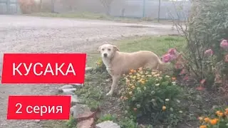 27 ноября 2023 г.КУСАКА .   2 - ая СЕРИЯ. ПЛАН ,,Б