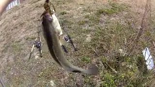 Two ponds, only one fish