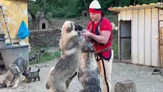 Ferma e Deltarëve Ilirianë