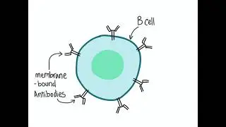 Immunology 101: Antigen Presentation and B cells
