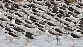 Wild birds flock on the lake