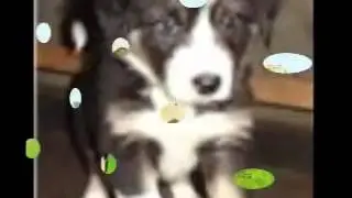 Ballad of Mytzi The Puppy