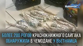 Таможенники изъяли более 200 рогов сайгака из чемодана гражданина Вьетнама / RuNews24