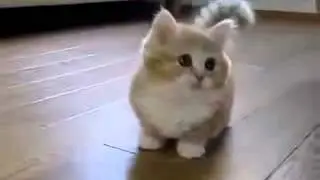 няшный котик