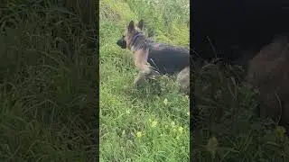 German Shepherd Snake kill!!!