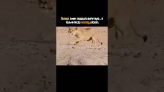 Львица подошла вплотную 💀💯#wildlife #predator #respect #mindset #hunter #viral #animals