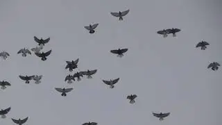 Полеты голубей (04.02.2022)