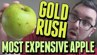 MOST EXPENSIVE APPLE EVER (Gold Rush Review)