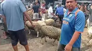 pasar kambing purwonegoro