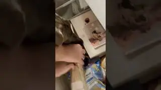 Сразу видно – охотничья порода