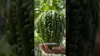 为什么你的苦瓜只长叶不结瓜？怎样修剪bitter melon