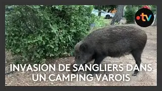 Des sangliers envahissent un camping de la Côte d'Azur et gâchent l'ambiance