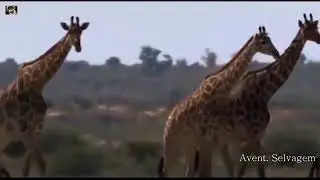 Documentários de animais na selvagens 2020, Savana na Africana