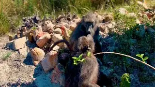 Monkeying Around at Mabula 🐒