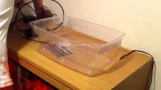 How to setup a baby cornsnake tub