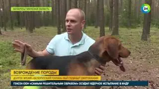 Неутомимый, быстрый, преданный  второе дыхание белорусского гончака