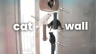 I Make My Tiny Apartment Into a Cat Playground (Suction Cup Catification)!