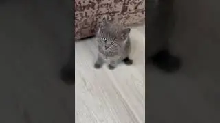 Michiko.ru | Котенок Плюша ищет дом. Отдаем бесплатно. Кошки в дар в добрые руки.