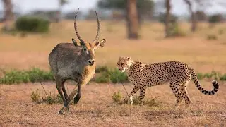 How Cheetah Attack Waterbuck