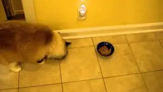 Ragdoll Cats Try By Nature Canned Cat Food  - ねこ - ラグドール - Floppycats