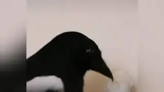 Сорочише в домище