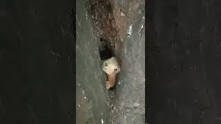 Белка в мышином дупле / Squirrel in a mouse hollow