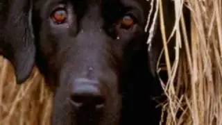 B-Nario-Passeggiando Col Mio Cane
