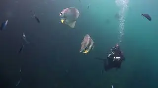 Diving Thailand 26 May 2023 Sail Rock Underwater video