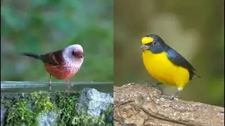 Birds of Guatemala