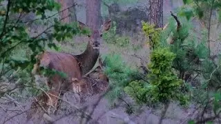 Op kraamvisite bij het Veluws Wild