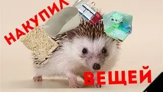 африканский ёжик обзор аксессуаров / African hedgehog development house