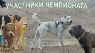 СОБАЧИЙ БОЙ ПО ТЕСТОВЫМ ИСПЫТАНИЯ СЕВЕРНОГО ТАДЖИКИСТАНА