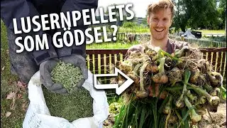 LUSERNPELLETS kan vara mitt nya favoritgödsel!
