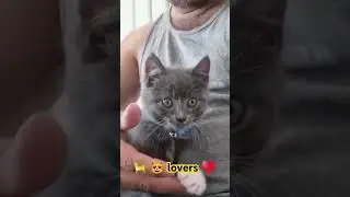 beautiful cat 🐈 😻 #viralvideo #youtubeshorts #catlover #dog #justinbieber #trending #shortvideo