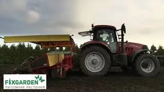 Новогодние елки в питомнике растений FixGarden.