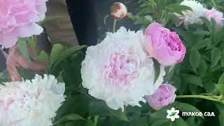 Nancy Nora peony. Pulkovo Garden (2024)