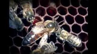 О пчелиной семье