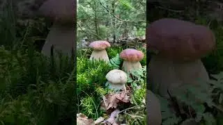 Не грибочки а радость!   #грибы #Гриби  #грибиукраїни #mushrooms #mushroomhunting #蘑菇 #采蘑菇