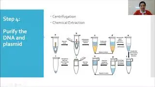 CLONING PROCESS OF DENGUE E