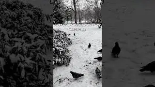 First Snowfall in 2024 ❄️