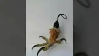 Ирим сирим хакида 2...Косим кори