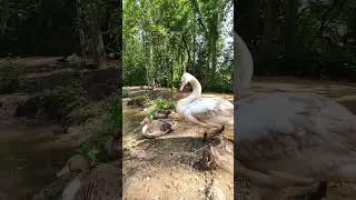 Лебедь и утки в Подмосковном сафари-парке 