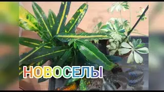 Кодиеум САННИ СТАР, Шефлера ЖАНИН, Пилея НОРФОЛК