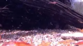 Hypancistrus sp. L066 F1