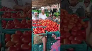 Punganur tomato MSM 🍅🍅 11/10/2024 #punganurtomatomarket #trending #tomatomarket