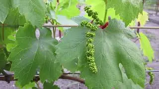 Early June. Remove the blossoms – protect the vines and grape bushes!