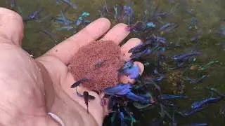 Best bettas food for rapid growth || Tubifex worm for bettas